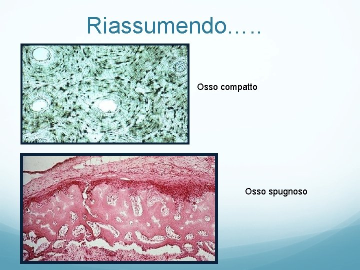 Riassumendo…. . Osso compatto Osso spugnoso Riassumendo…. . Osso compatto Osso spugnoso