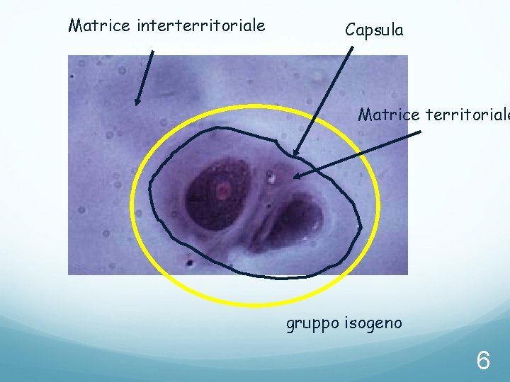 Matrice interterritoriale Capsula Matrice territoriale gruppo isogeno 6 Matrice interterritoriale Capsula Matrice territoriale gruppo isogeno 6