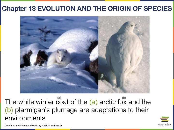 Chapter 18 EVOLUTION AND THE ORIGIN OF SPECIES The white winter coat of the