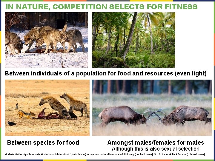 IN NATURE, COMPETITION SELECTS FOR FITNESS Between individuals of a population for food and