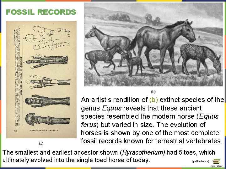 FOSSIL RECORDS (a) An artist’s rendition of (b) extinct species of the genus Equus