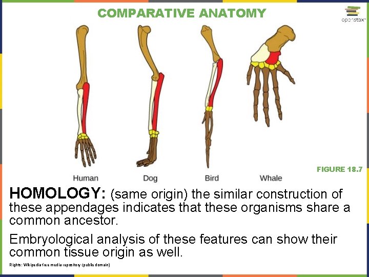 COMPARATIVE ANATOMY FIGURE 18. 7 HOMOLOGY: (same origin) the similar construction of these appendages