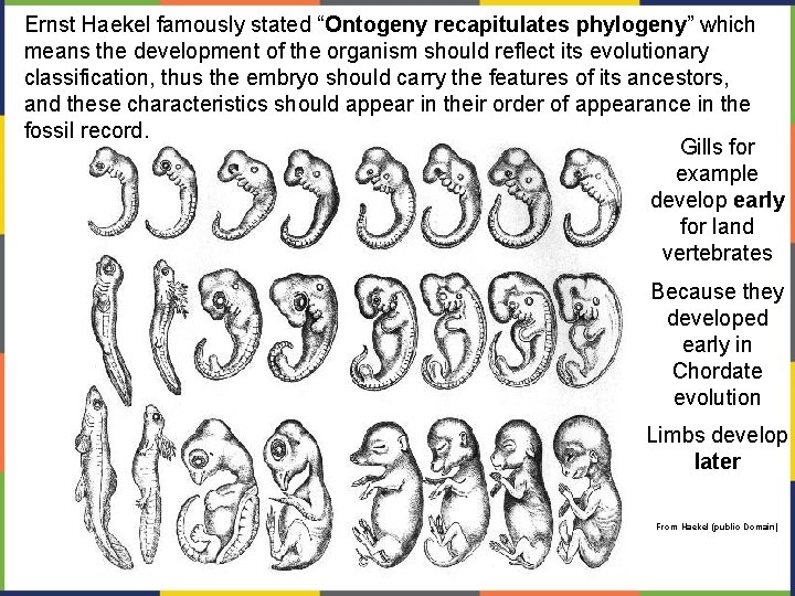 Ernst Haekel famously stated “Ontogeny recapitulates phylogeny” which means the development of the organism