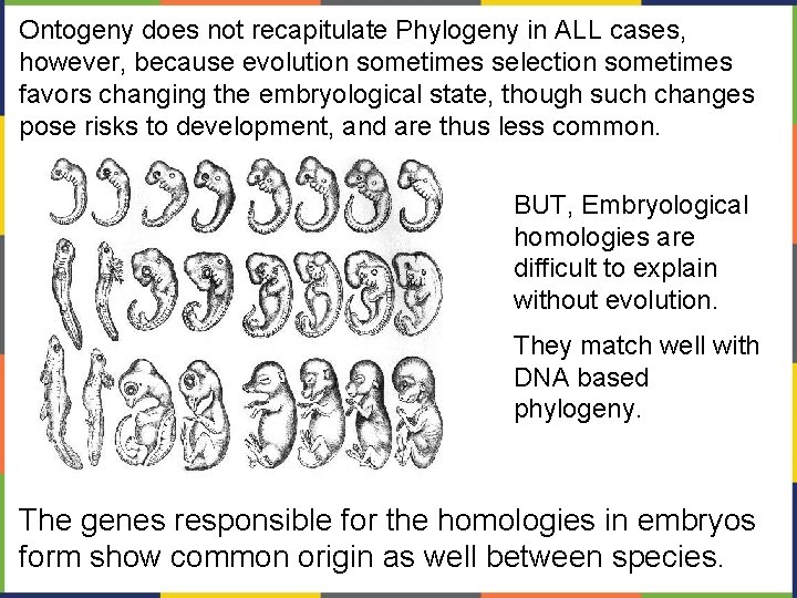 Ontogeny does not recapitulate Phylogeny in ALL cases, however, because evolution sometimes selection sometimes