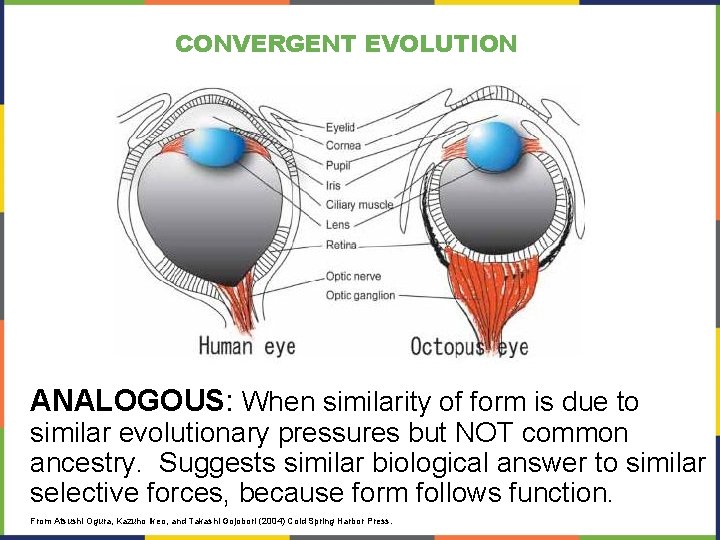 CONVERGENT EVOLUTION ANALOGOUS: When similarity of form is due to similar evolutionary pressures but