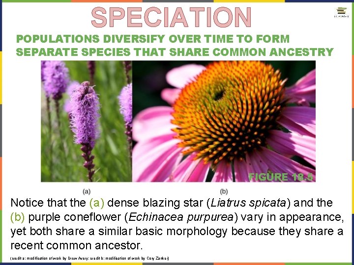 SPECIATION POPULATIONS DIVERSIFY OVER TIME TO FORM SEPARATE SPECIES THAT SHARE COMMON ANCESTRY FIGURE