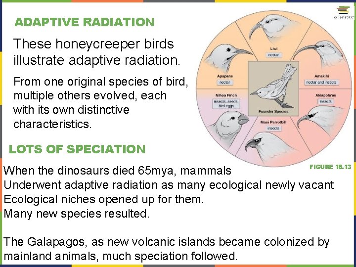 ADAPTIVE RADIATION These honeycreeper birds illustrate adaptive radiation. From one original species of bird,