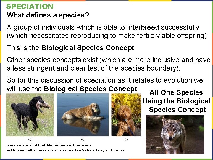 SPECIATION What defines a species? A group of individuals which is able to interbreed