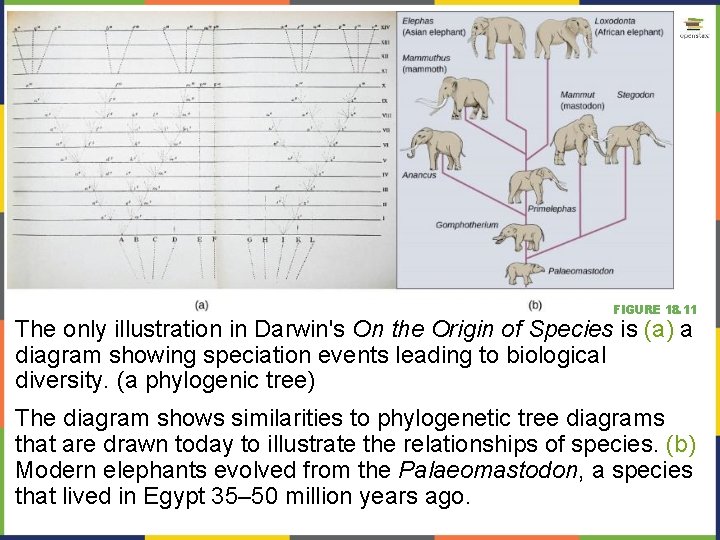 FIGURE 18. 11 The only illustration in Darwin's On the Origin of Species is