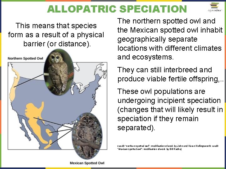 ALLOPATRIC SPECIATION This means that species form as a result of a physical barrier