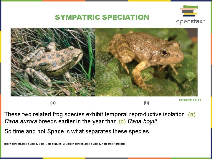 SYMPATRIC SPECIATION FIGURE 18. 17 These two related frog species exhibit temporal reproductive isolation.