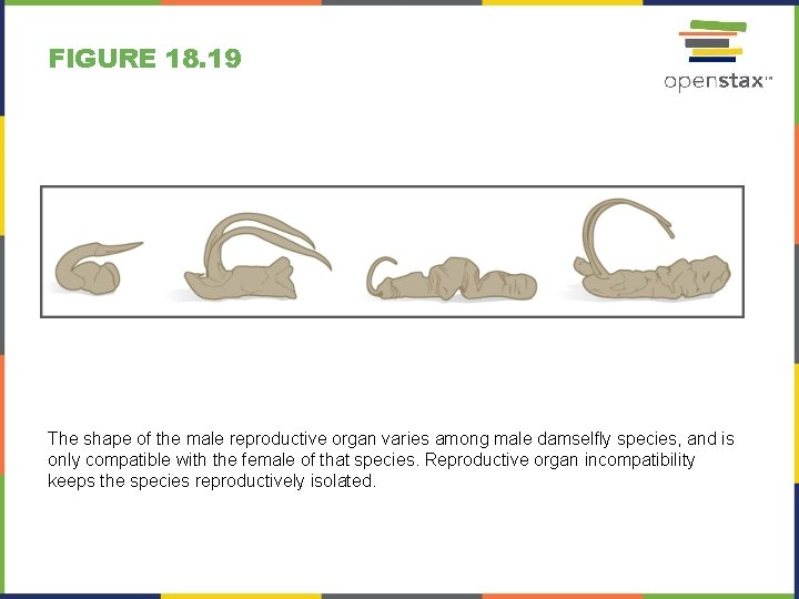 FIGURE 18. 19 The shape of the male reproductive organ varies among male damselfly