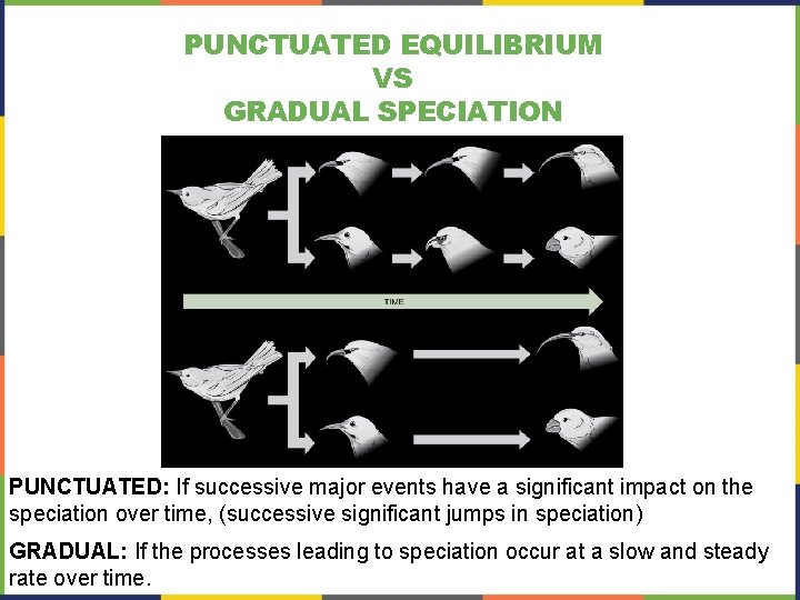 PUNCTUATED EQUILIBRIUM VS GRADUAL SPECIATION PUNCTUATED: If successive major events have a significant impact