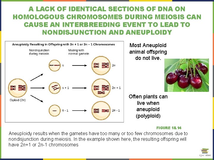 A LACK OF IDENTICAL SECTIONS OF DNA ON HOMOLOGOUS CHROMOSOMES DURING MEIOSIS CAN CAUSE