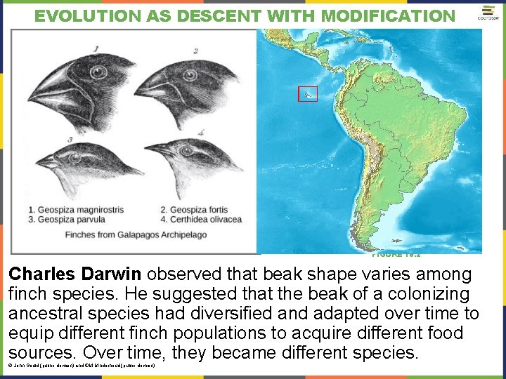 EVOLUTION AS DESCENT WITH MODIFICATION FIGURE 18. 2 Charles Darwin observed that beak shape