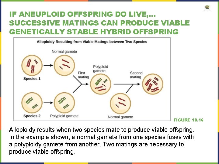 IF ANEUPLOID OFFSPRING DO LIVE, … SUCCESSIVE MATINGS CAN PRODUCE VIABLE GENETICALLY STABLE HYBRID