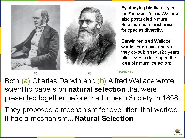 By studying biodiversity in the Amazon, Alfred Wallace also postulated Natural Selection as a