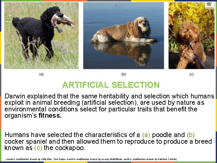 ARTIFICIAL SELECTION Darwin explained that the same heritability and selection which humans exploit in