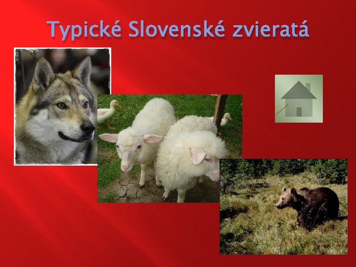 Typické Slovenské zvieratá 