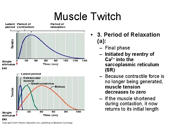 Muscle Twitch • 3. Period of Relaxation (a): – Final phase – Initiated by