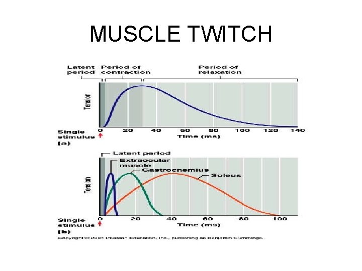 MUSCLE TWITCH 