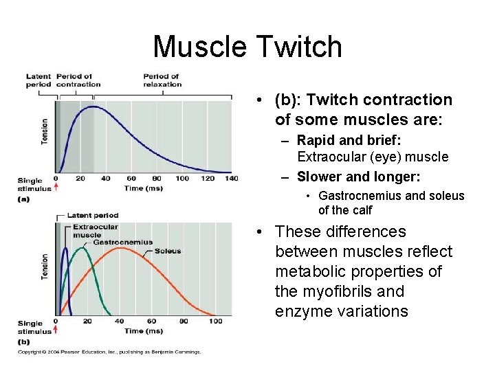 Muscle Twitch • (b): Twitch contraction of some muscles are: – Rapid and brief: