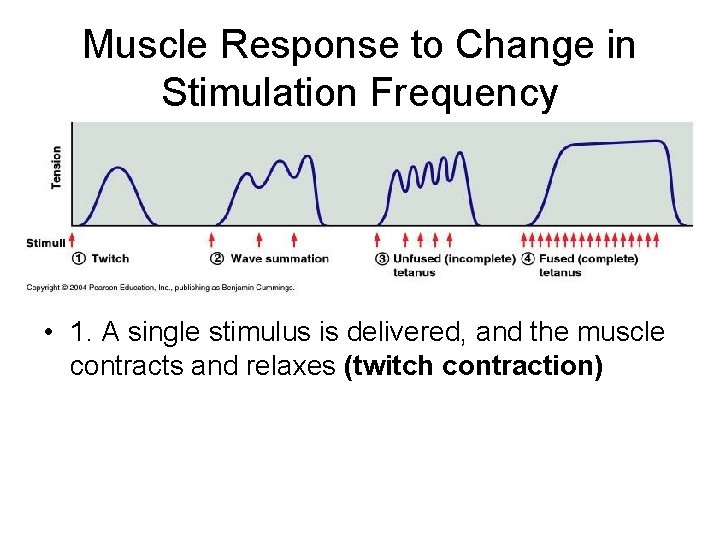 Muscle Response to Change in Stimulation Frequency • 1. A single stimulus is delivered,