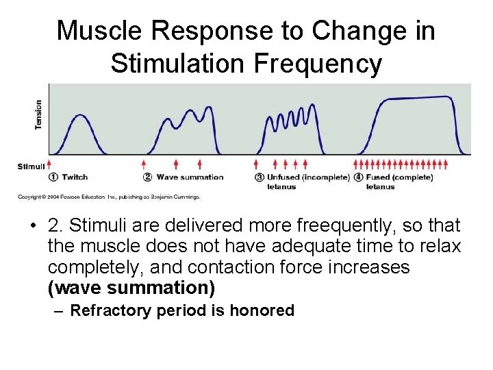 Muscle Response to Change in Stimulation Frequency • 2. Stimuli are delivered more freequently,