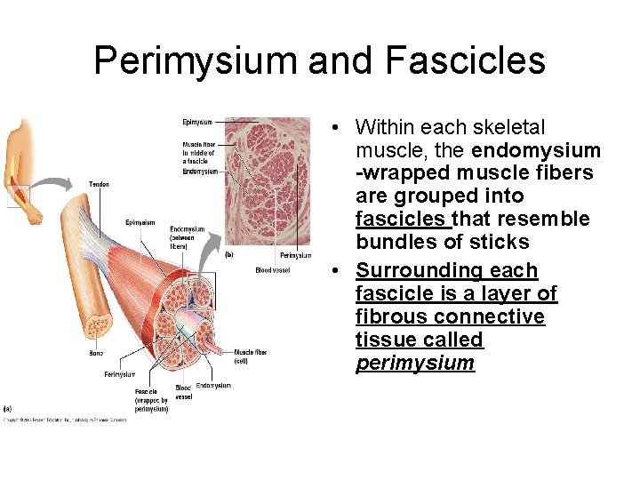 Perimysium and Fascicles • Within each skeletal muscle, the endomysium -wrapped muscle fibers are