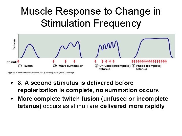 Muscle Response to Change in Stimulation Frequency • 3. A second stimulus is delivered