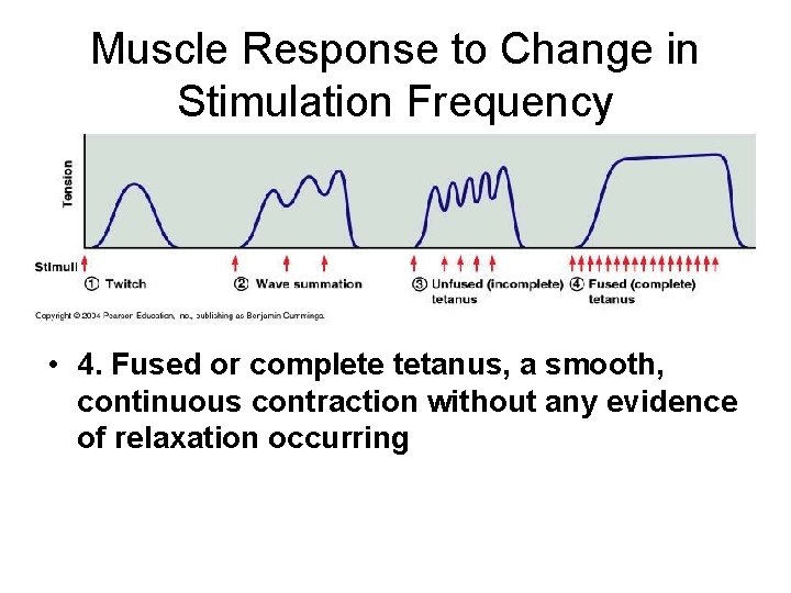 Muscle Response to Change in Stimulation Frequency • 4. Fused or complete tetanus, a