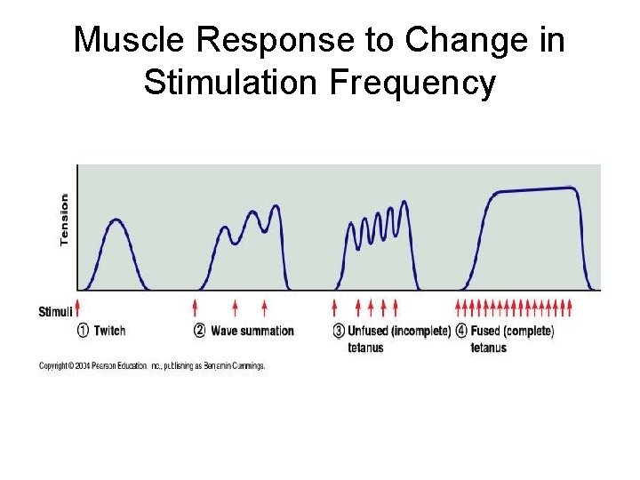 Muscle Response to Change in Stimulation Frequency 