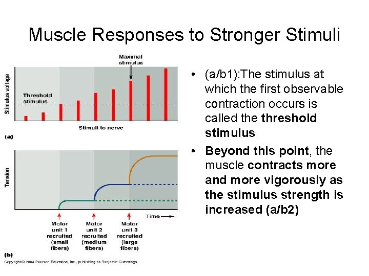 Muscle Responses to Stronger Stimuli • (a/b 1): The stimulus at which the first