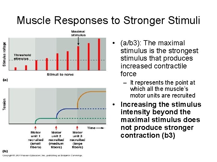 Muscle Responses to Stronger Stimuli • (a/b 3): The maximal stimulus is the strongest