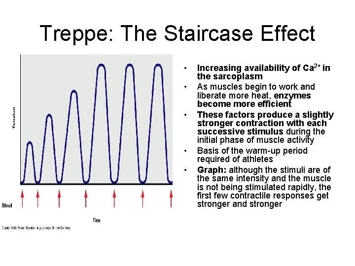 Treppe: The Staircase Effect • • • Increasing availability of Ca 2+ in the