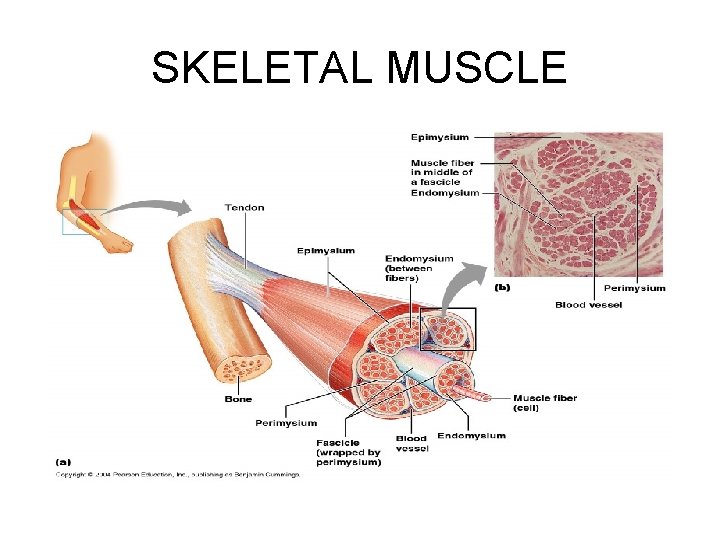 SKELETAL MUSCLE 