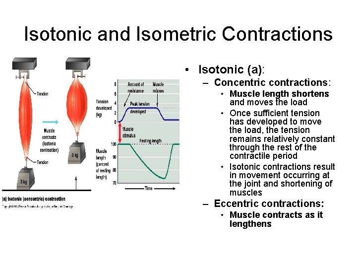 Isotonic and Isometric Contractions • Isotonic (a): – Concentric contractions: • Muscle length shortens