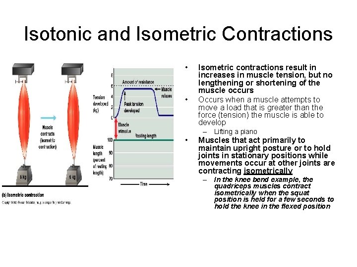 Isotonic and Isometric Contractions • • Isometric contractions result in increases in muscle tension,