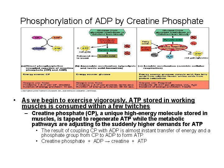 Phosphorylation of ADP by Creatine Phosphate • As we begin to exercise vigorously, ATP