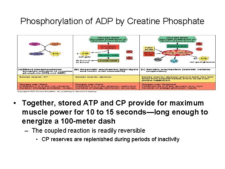 Phosphorylation of ADP by Creatine Phosphate • Together, stored ATP and CP provide for