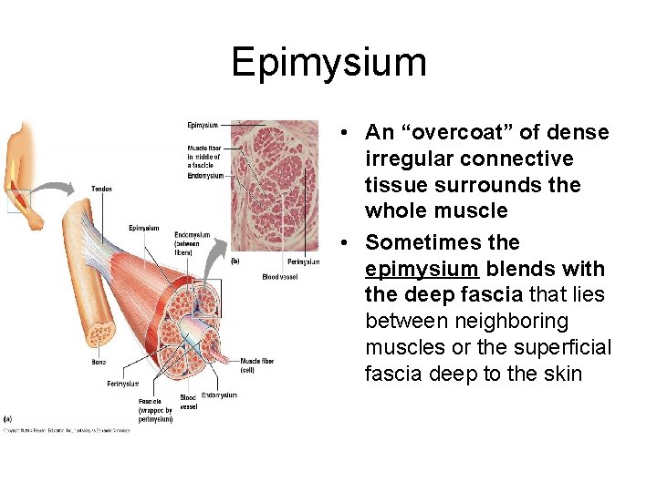 Epimysium • An “overcoat” of dense irregular connective tissue surrounds the whole muscle •