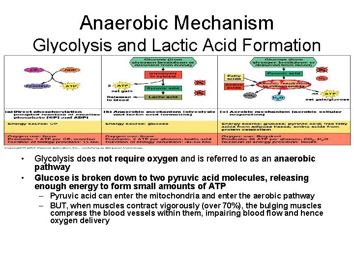 Anaerobic Mechanism Glycolysis and Lactic Acid Formation • • Glycolysis does not require oxygen