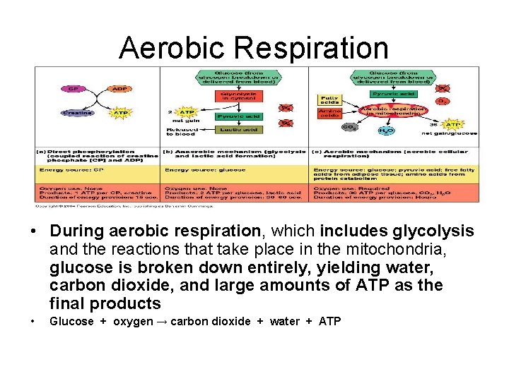 Aerobic Respiration • During aerobic respiration, which includes glycolysis and the reactions that take