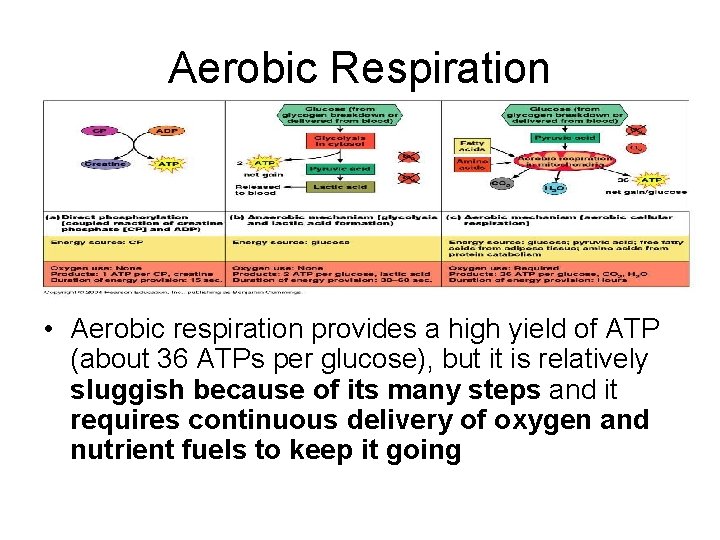 Aerobic Respiration • Aerobic respiration provides a high yield of ATP (about 36 ATPs