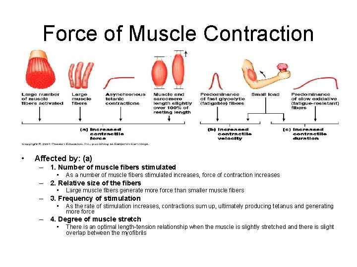 Force of Muscle Contraction • Affected by: (a) – 1. Number of muscle fibers