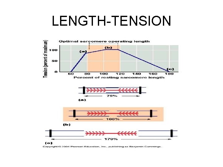 LENGTH-TENSION 