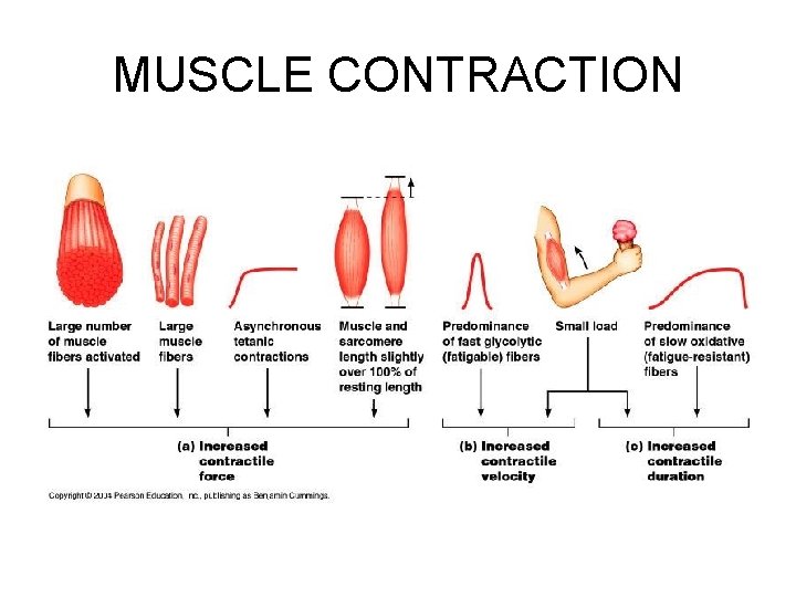 MUSCLE CONTRACTION 