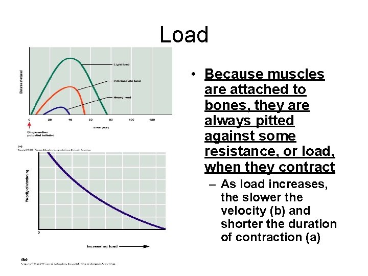 Load • Because muscles are attached to bones, they are always pitted against some