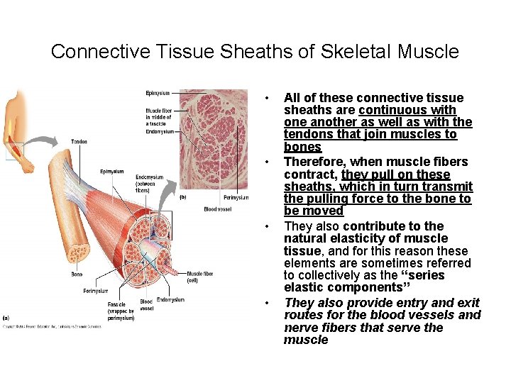 Connective Tissue Sheaths of Skeletal Muscle • • All of these connective tissue sheaths