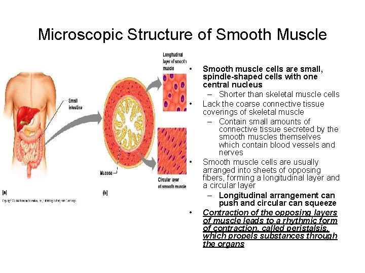 Microscopic Structure of Smooth Muscle • • Smooth muscle cells are small, spindle-shaped cells